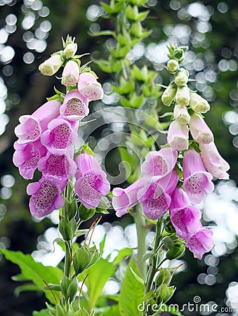Wild foxgloves in shades of pink and white Stock Photo