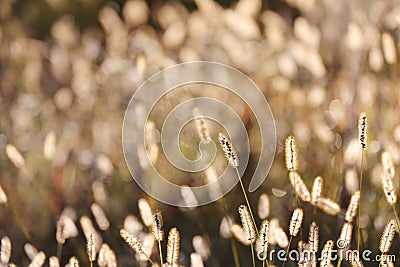 Wild Foxtail Grass Background at Autumn Sunrise Stock Photo