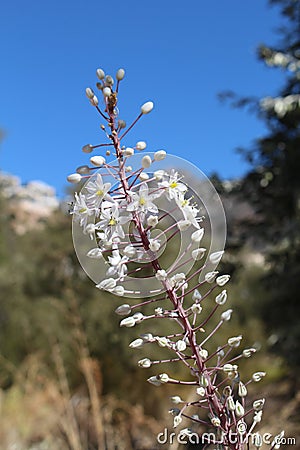 Wild Foxtail Lily - Eremurus Stock Photo