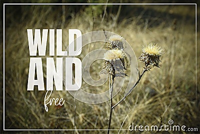 Wild and free, carline thistle Carlina vulgaris from above Stock Photo