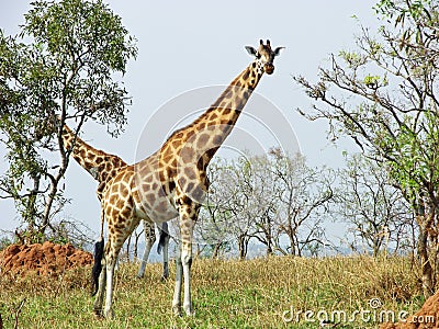 Wild free giraffes savanna safari Uganda Africa Stock Photo