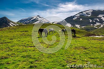 Wild free horses up on Agrafa Stock Photo
