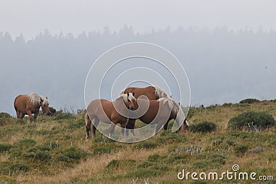 Wild free-range horses with nature as background Stock Photo