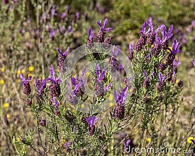 Wild French Lavender - Lavandula stoechas, Alentejo, Portugal. Stock Photo