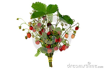 Wild fresh strawberries Stock Photo