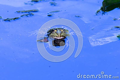 Wild frog in the blue water, with reflection. Kirklareli, Turkey Stock Photo