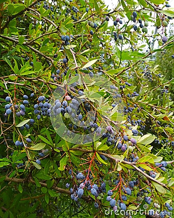 Wild Fruit in Manali Himachal Pradesh India Stock Photo