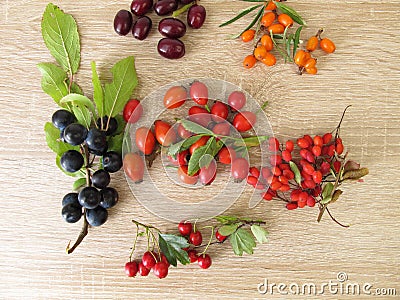 Wild fruits with barberries, cornelian cherries, sea buckthorn fruits, rose hips, sloes fruits and hawthorn fruits Stock Photo