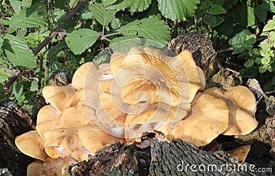 Wild Fungus. Stock Photo