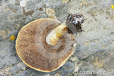 Wild fungus Stock Photo