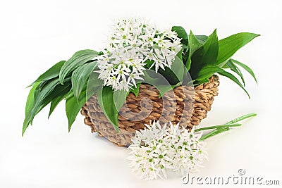 Wild garlic Stock Photo