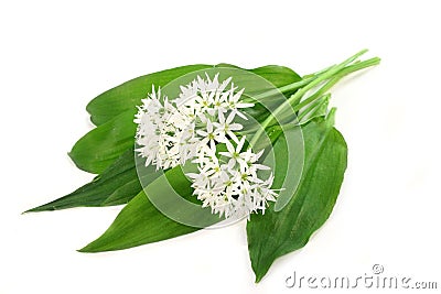 Wild garlic Stock Photo