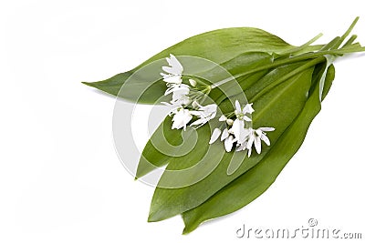 Wild garlic Stock Photo