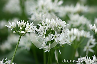 Wild garlic Stock Photo