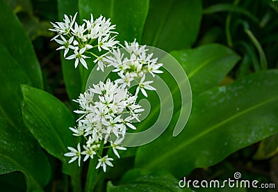 Wild garlic Allium ursinum or ramsons white fragrant very small flowers. Buckrams broad-leaved garlic or bear`s garlic Stock Photo