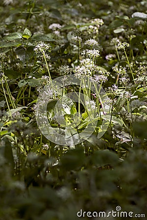 Wild Garlic, Allium ursinum, (Ransoms) Stock Photo