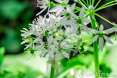 Wild garlic, bear garlic Allium ursinum flower with insect Stock Photo