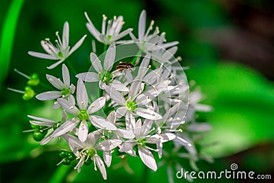 Wild garlic, bear garlic Allium ursinum flower with insect Stock Photo