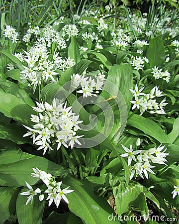 Wild Garlic Flowering Stock Photo