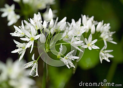 Wild Garlic flowers in Spring laden with dew Stock Photo