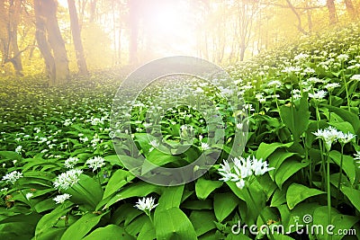 Wild garlic forest Stock Photo