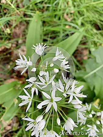 Wild garlic growing on woodland floor Stock Photo