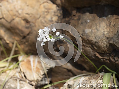 Wild garlic plant struggles to survive in rocky terrain. A survivor despite hardship. Stock Photo