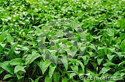 Wild garlic plants Stock Photo