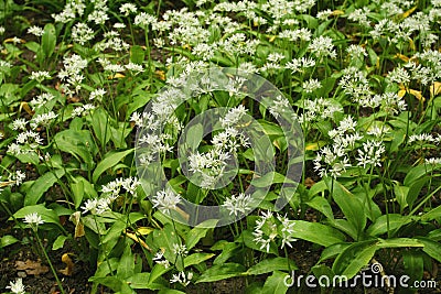 Wild garlic - ramsons Stock Photo