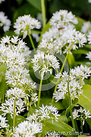 Wild garlic, Allium ursinum, blossom in spring, Bavaria, Germany, Europe Stock Photo