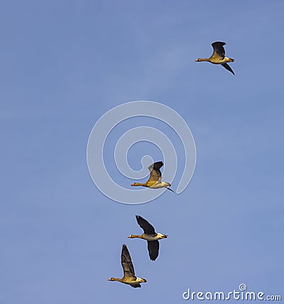 Wild geese, Lake Musov, Southern Bohemia, Czech Republic Stock Photo