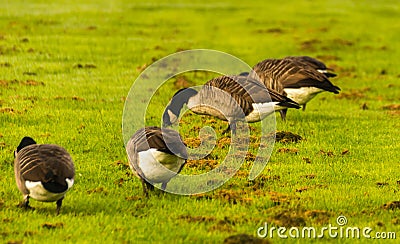 Wild geese on the meadow nibbling the grass, green juicy grass Stock Photo