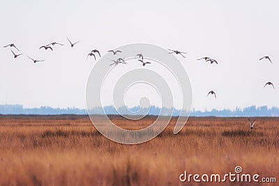 Wild geese in nature, beautiful steppe landscape with flying birds Stock Photo