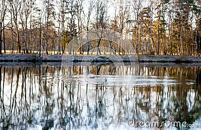 Wild geese in a pond and trees reflected in the water at dawn in a forest Stock Photo