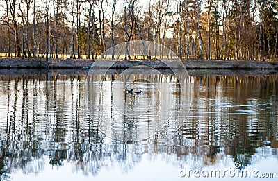 Wild geese in a pond and trees reflected in the water at dawn in a forest Stock Photo