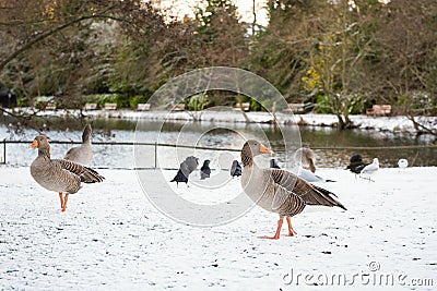 Wild geese, snow covered landscape Stock Photo