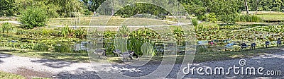 wild geese at a water lily pond Stock Photo