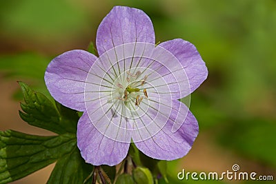 Spotted Geranium - Geranium maculatum Stock Photo