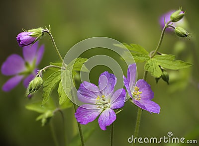 Wild Geranium (geranium maculatum) Stock Photo