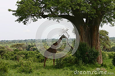 Wild Giraffe africa savannah Kenya Giraffa camelopardalis Stock Photo