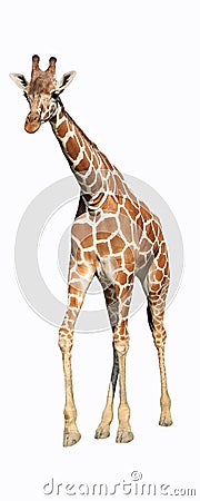 Wild giraffe isolated white background Stock Photo