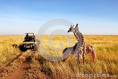 Wild giraffes in african savannah. Tanzania. Editorial Stock Photo