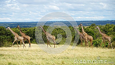 Wild Giraffes in National Park of Kenya, Africa Stock Photo