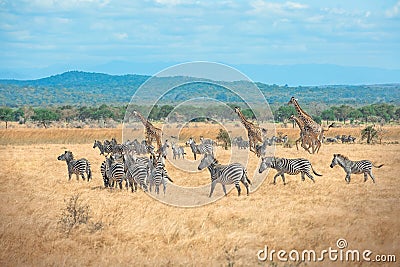 Wild Giraffes and zebras together Stock Photo