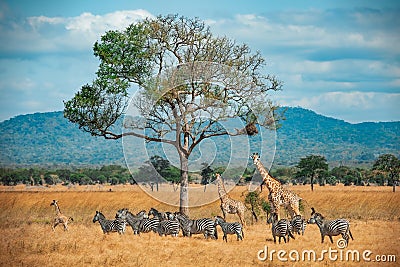 Wild Giraffes and zebras together Stock Photo