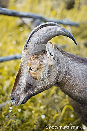 Wild Goat Stock Photo