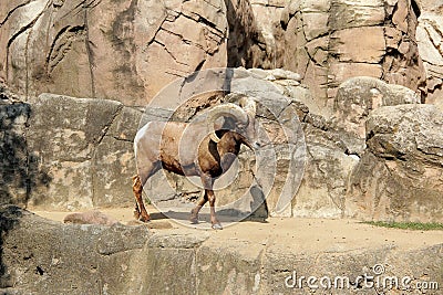 Zoo in Chapultepec Park in Mexico city. Stock Photo