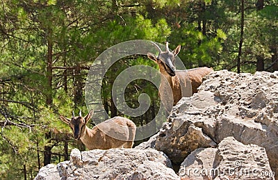 Wild goats kri-kri in Samaria Gorge. Stock Photo