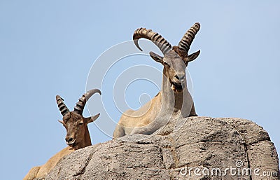 Wild goats on rock Stock Photo