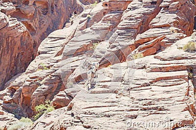 Wild goats standing on a redrock Stock Photo